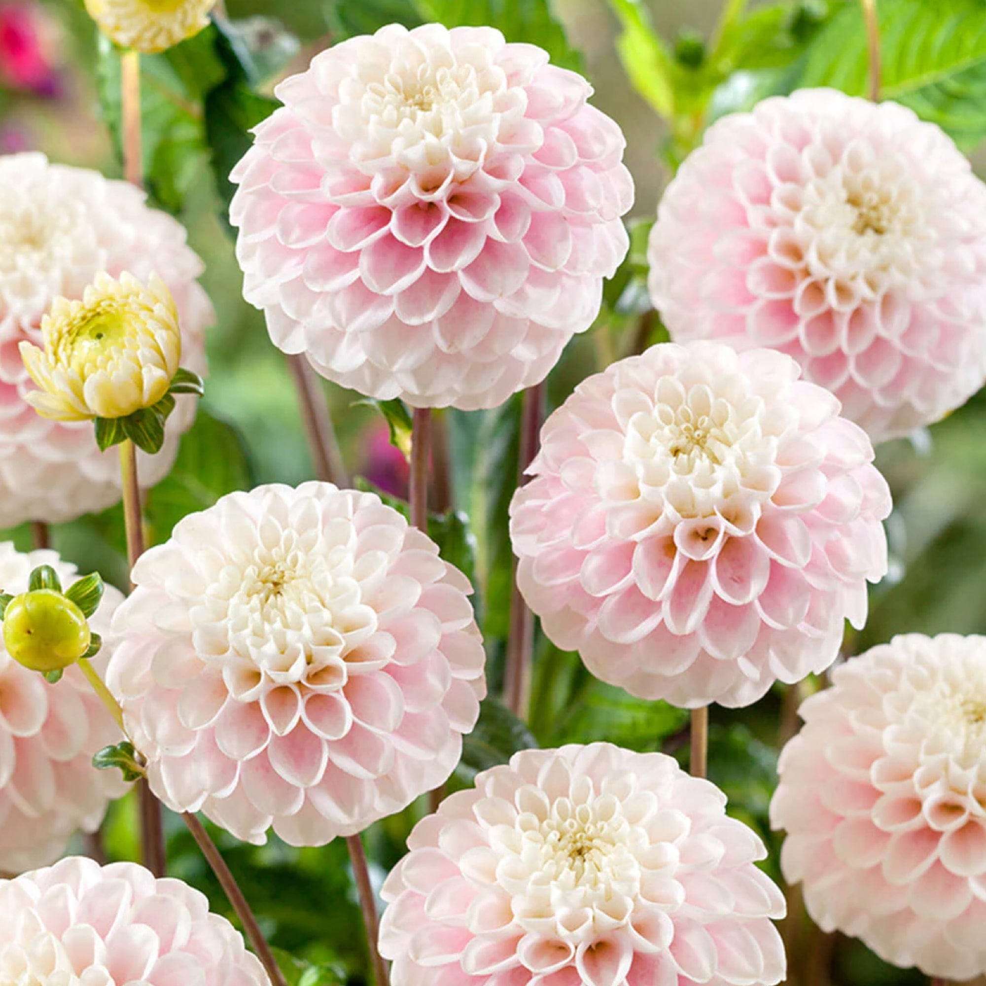 Dahlia Wizard of Lightening